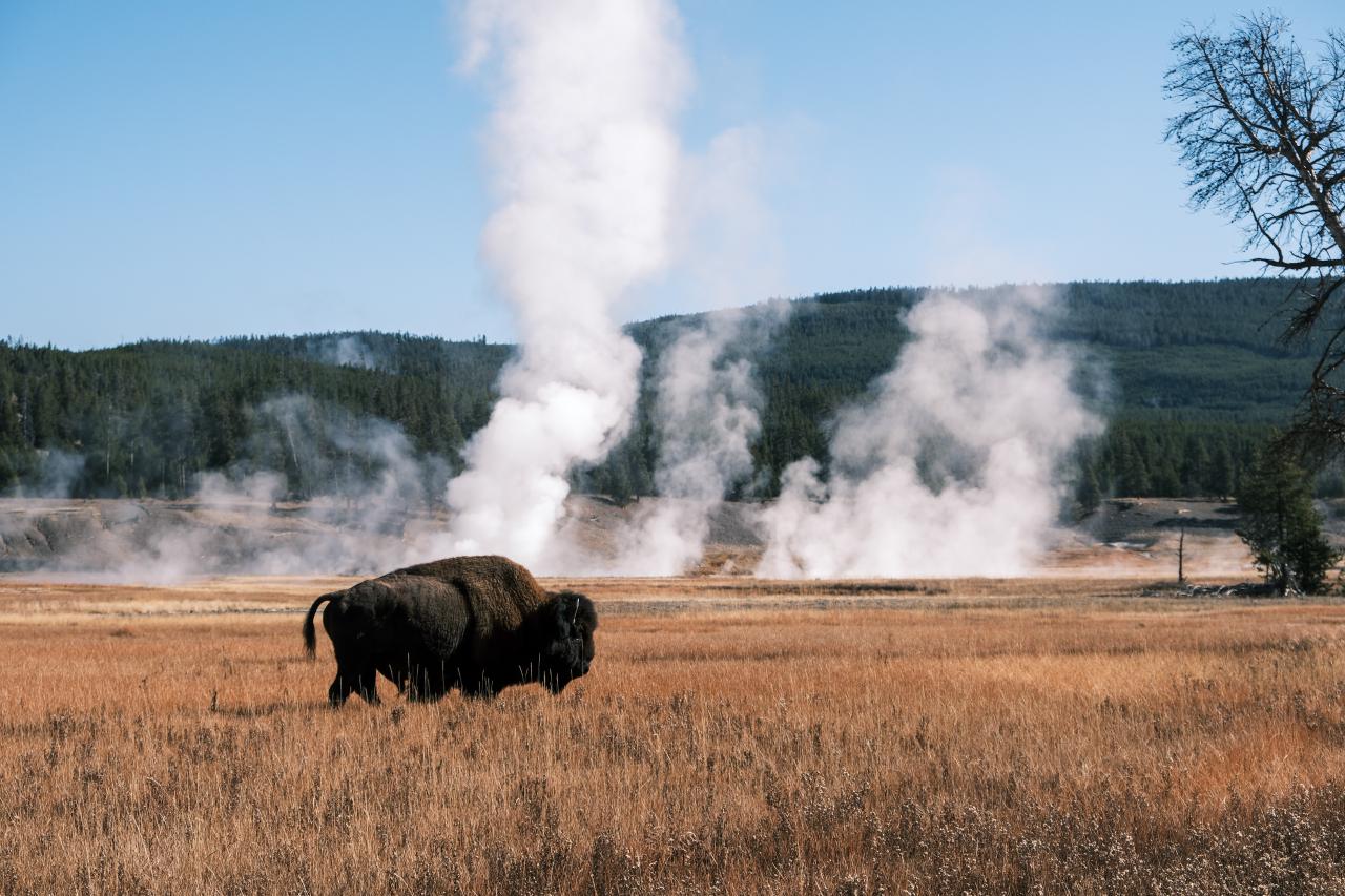 A bison in a field. In the background, steam rises from unknown sources.
