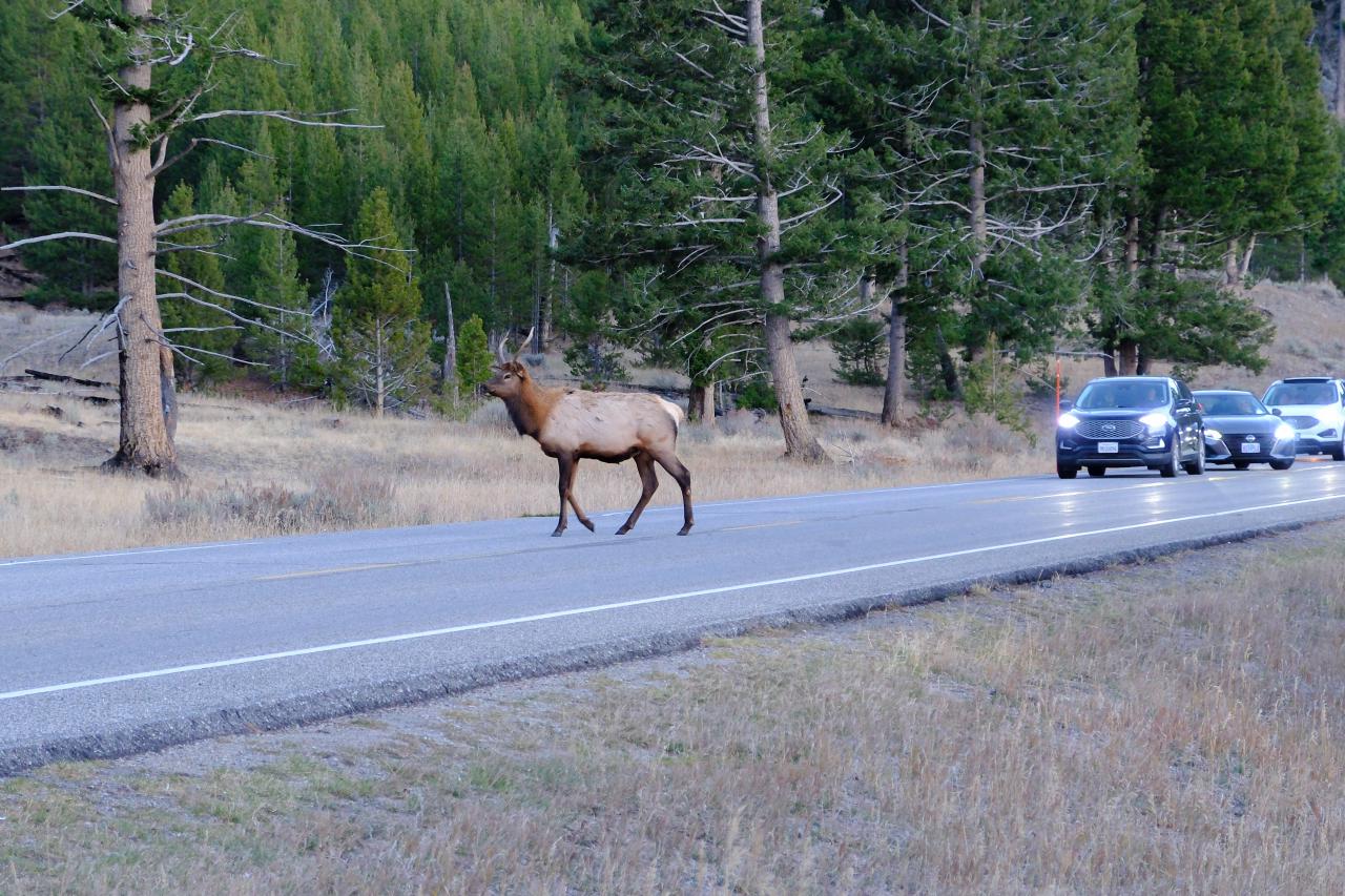 A young elk with a small set of antlers stands in the middle of a road. Cars wait for him to pass.
