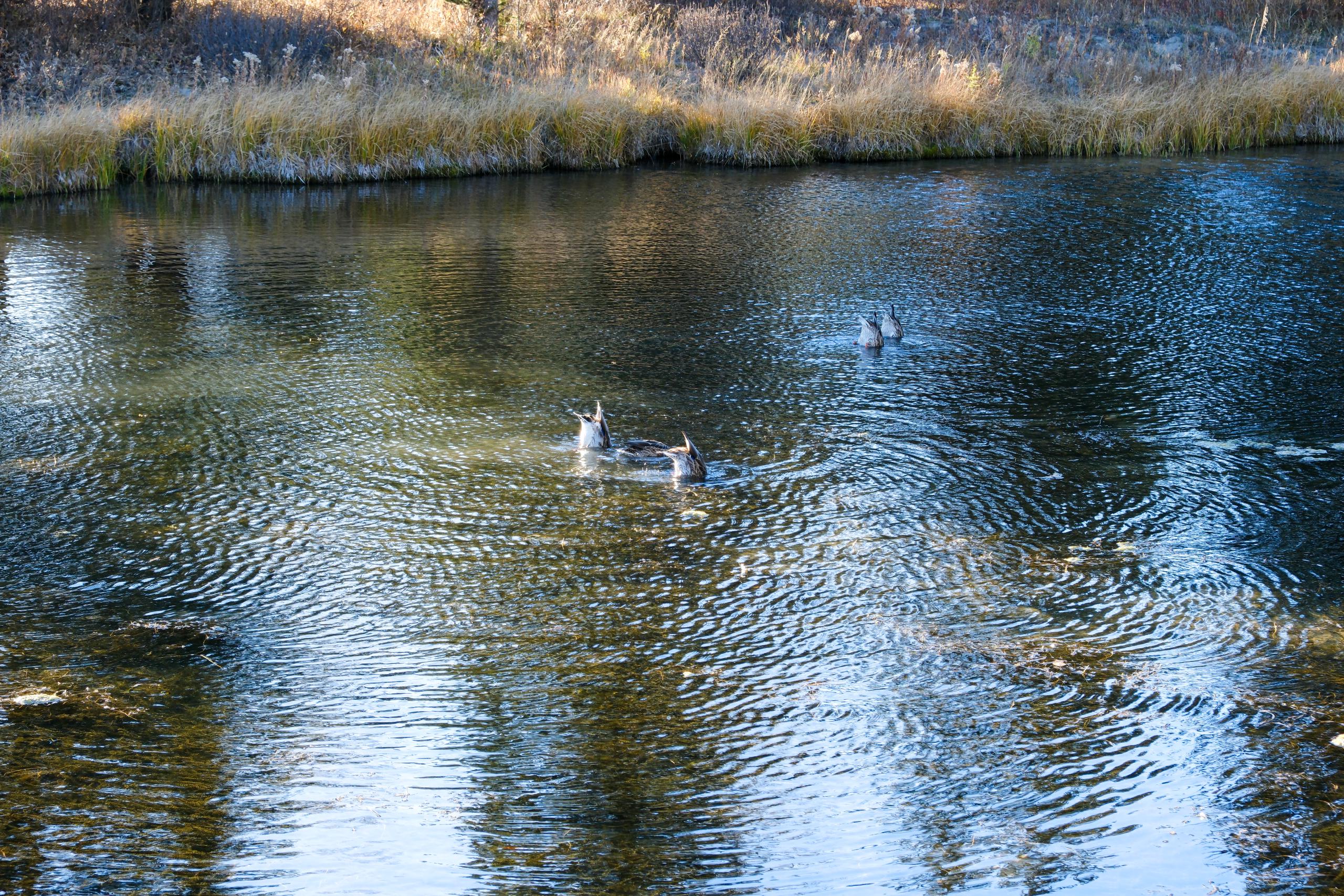 Five ducks in a pond. Four of them have bobbed down into the water, with their tail feathers pointing up.
