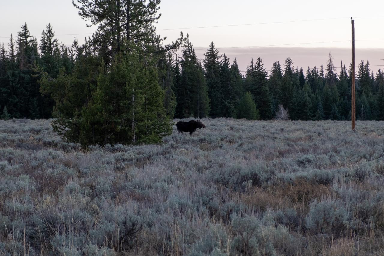 A moose stands in a field of sagebrush near a single tree.