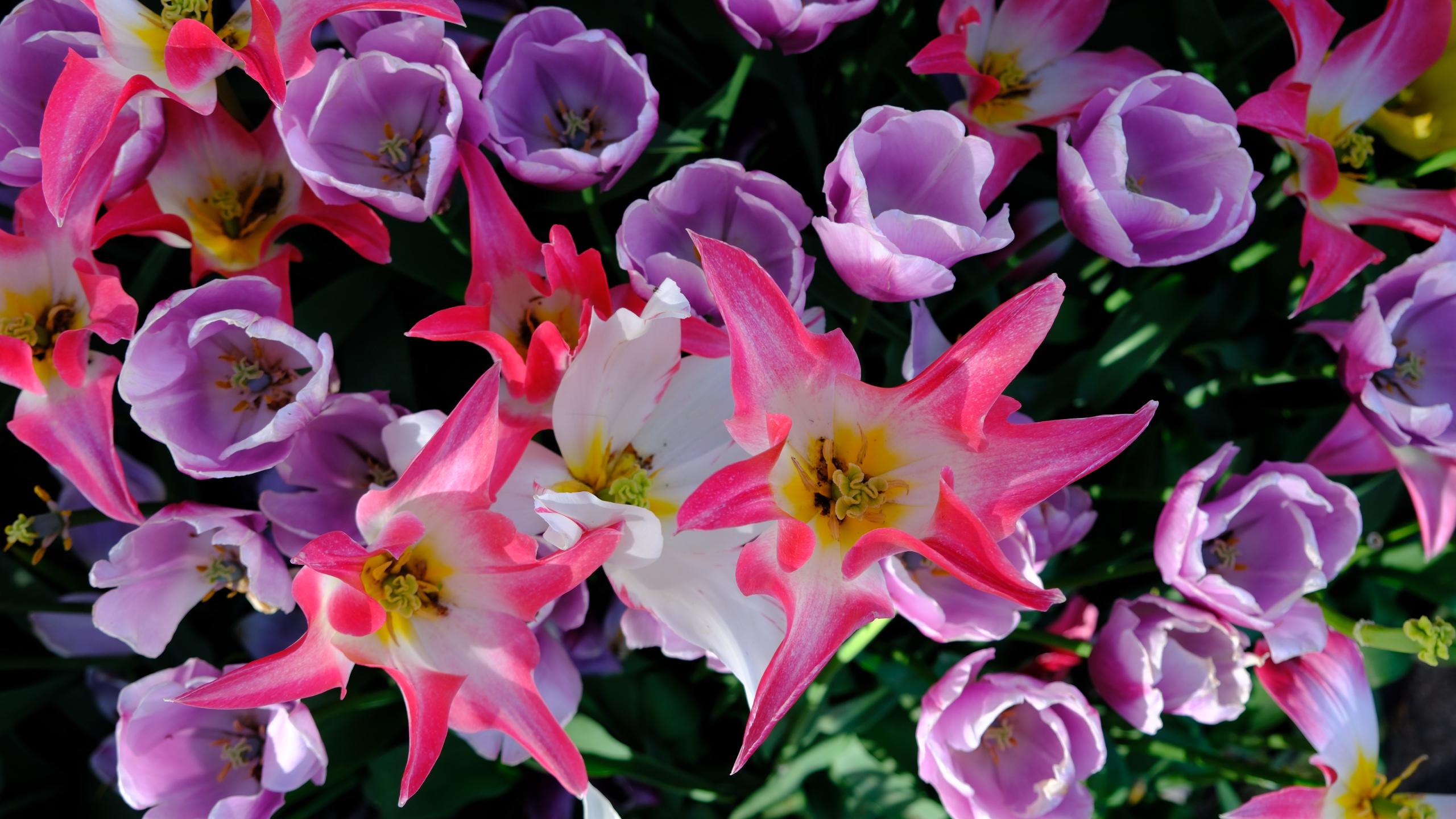 Multitudes of purple and pink tulips at Keukenhof Gardens.
