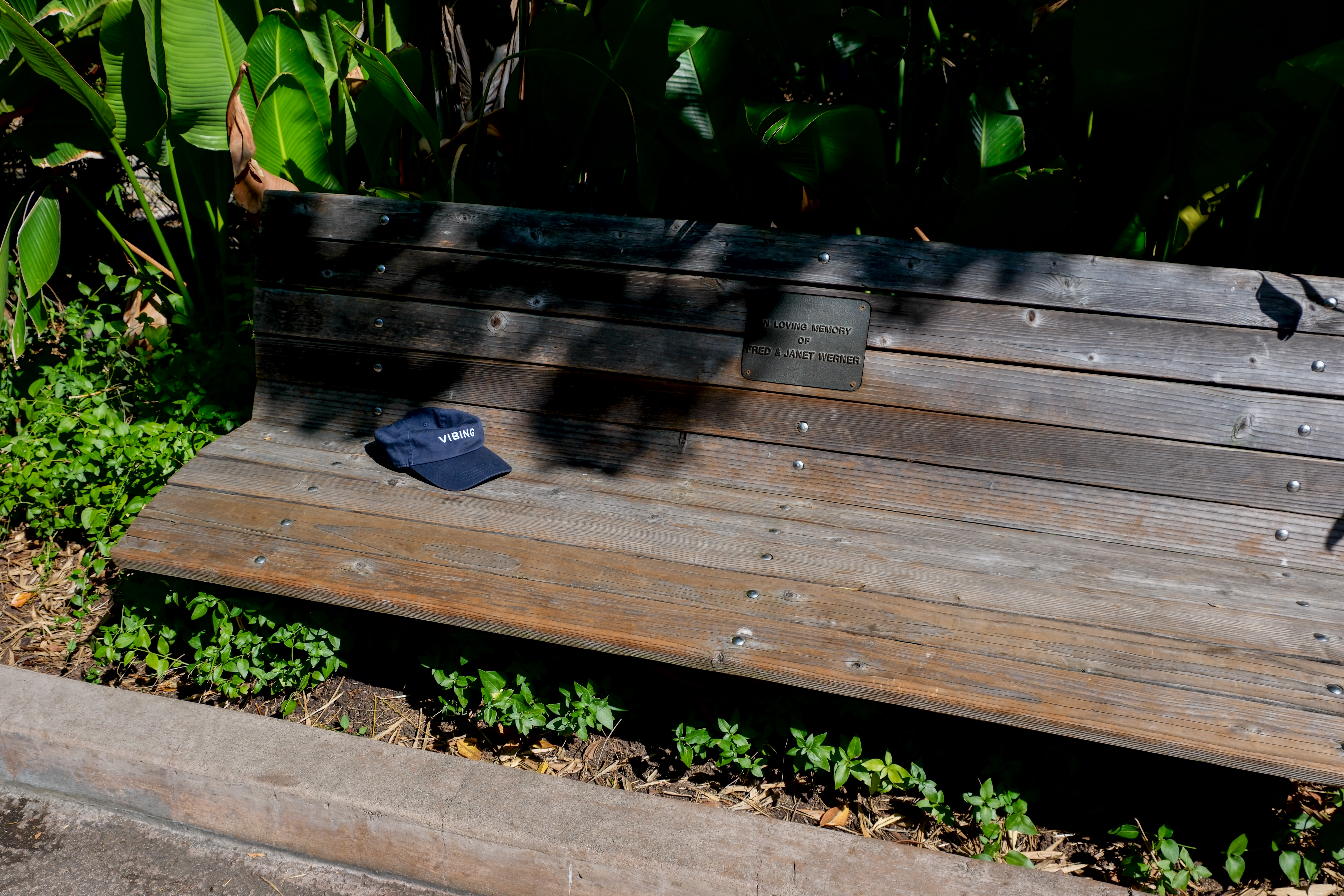  A black hat with "Vibing" written on the front, abandoned on a bench. The bench is surrounded by lush green plants. 